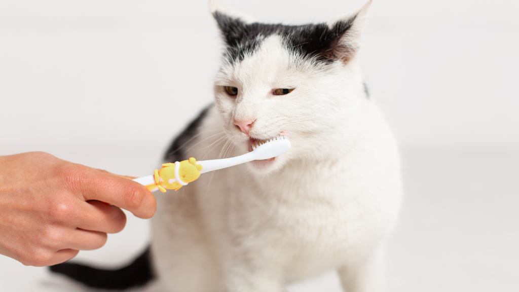 猫の歯磨きを習慣化する方法｜嫌がる猫に慣れてもらうコツを解説