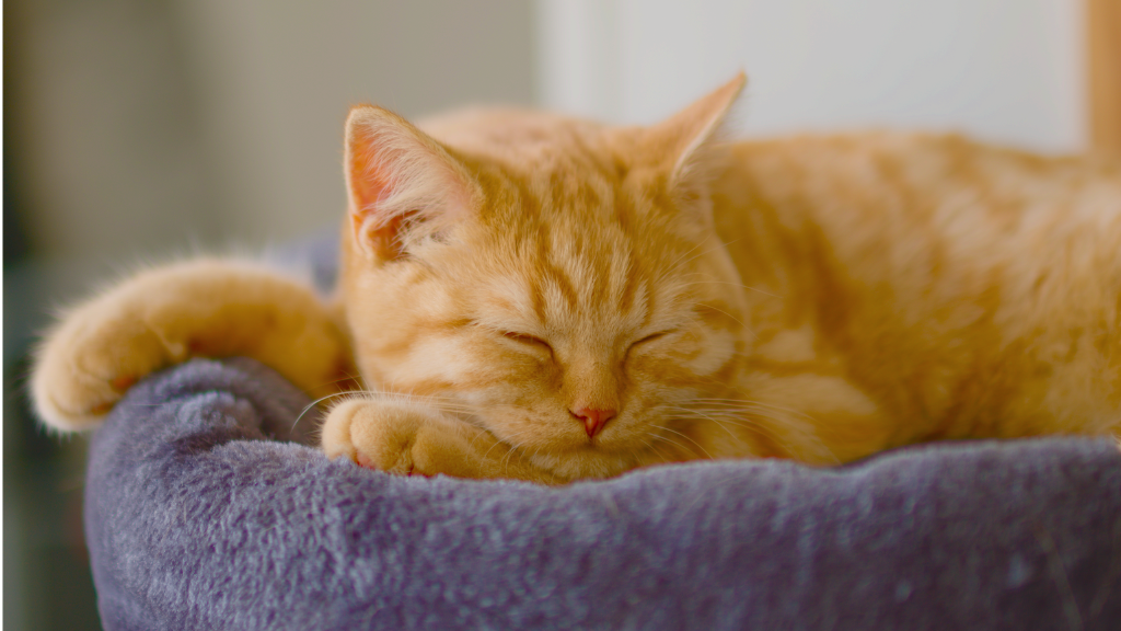 【保存版】猫の雑学・トリビア11選!体の仕組みから不思議な生態まで専門的に解説