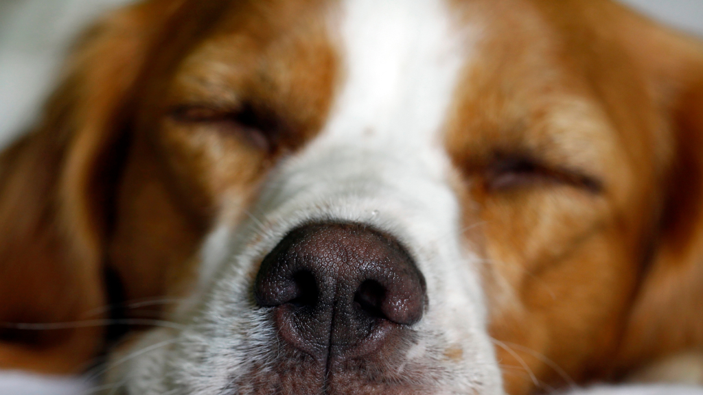 【保存版】犬の雑学・トリビア11選！優れた能力から意外な生態まで専門的に解説