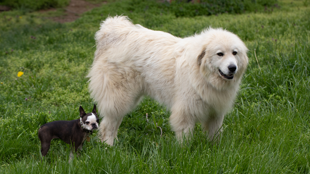 【保存版】犬の雑学・トリビア11選！優れた能力から意外な生態まで専門的に解説