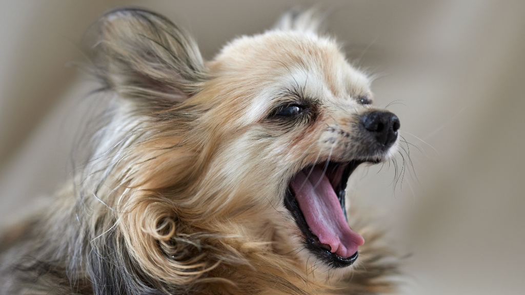 【保存版】犬の雑学・トリビア11選！優れた能力から意外な生態まで専門的に解説