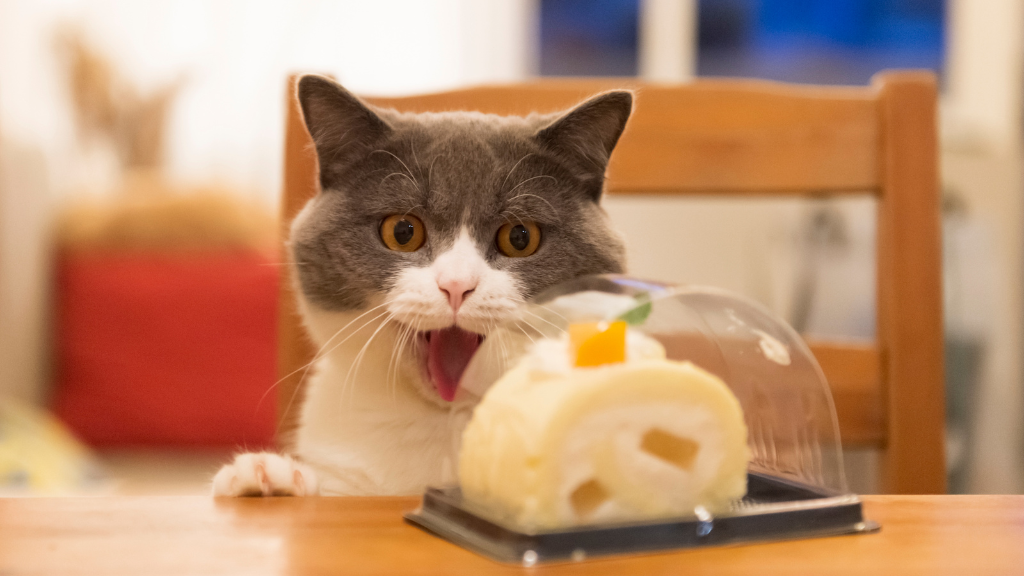 【保存版】猫の雑学・トリビア11選!体の仕組みから不思議な生態まで専門的に解説