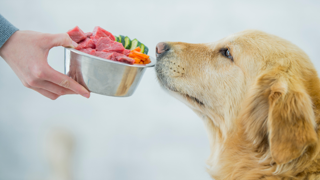 犬に必要な6大栄養素とは？役割と愛犬に合った食事の選び方