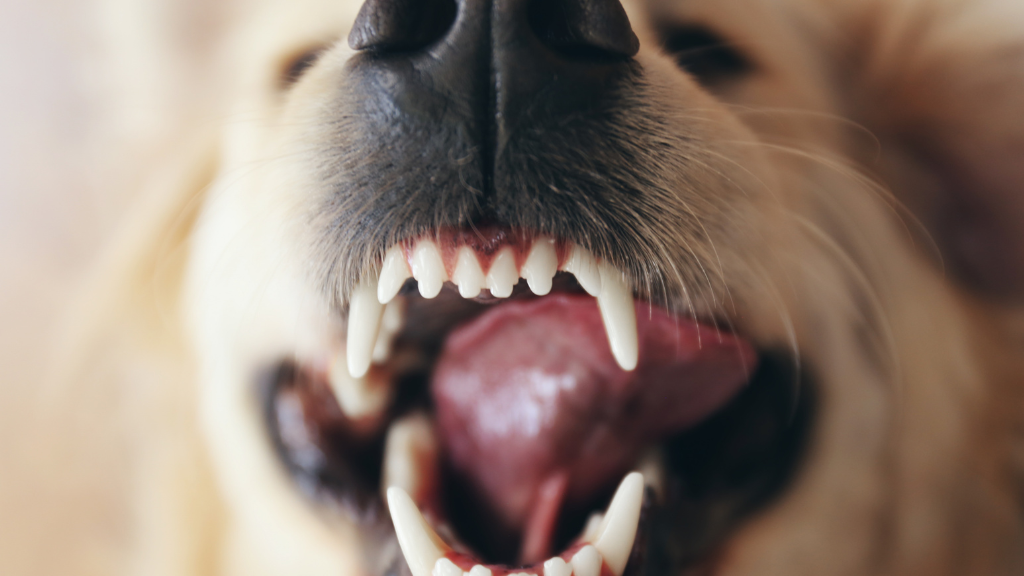 たった3日で歯石に？口臭は犬の歯周病サイン！初期症状や放置リスク・愛犬の歯を守る対策