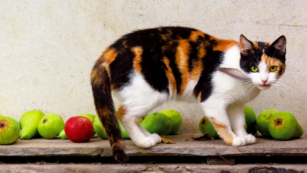 【一覧】猫の毛色・模様の種類と特徴！親猫からの遺伝や健康チェックのコツ