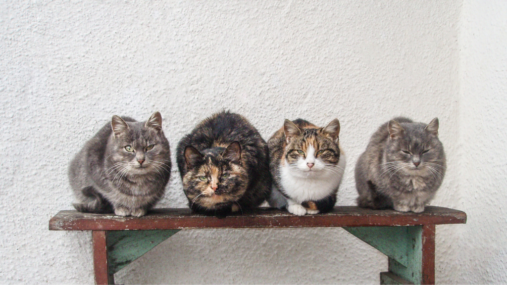 猫の毛色・模様の種類とは？キジトラ・茶トラ・三毛猫・サビ猫の特徴と違いを解説