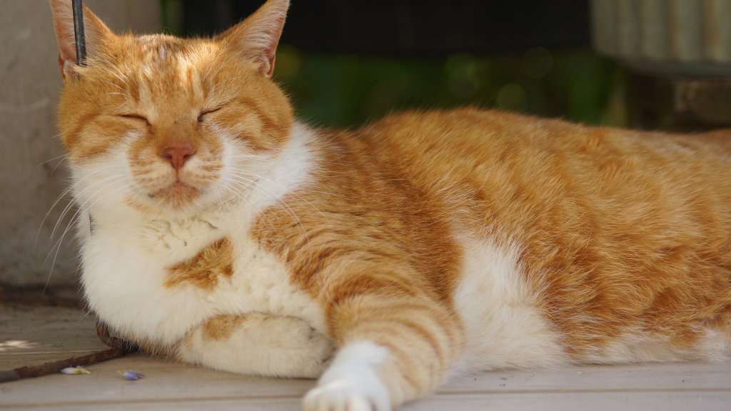 【一覧】猫の毛色・模様の種類と特徴！親猫からの遺伝や健康チェックのコツ