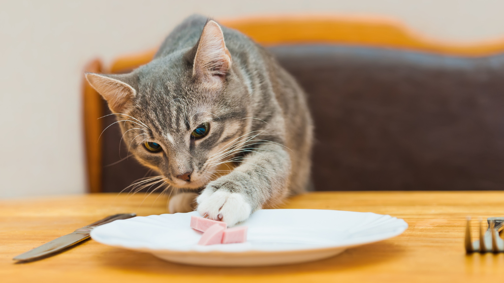 猫に必要な栄養素とは？タウリン・総合栄養食・不足を防ぐ食事の選び方
