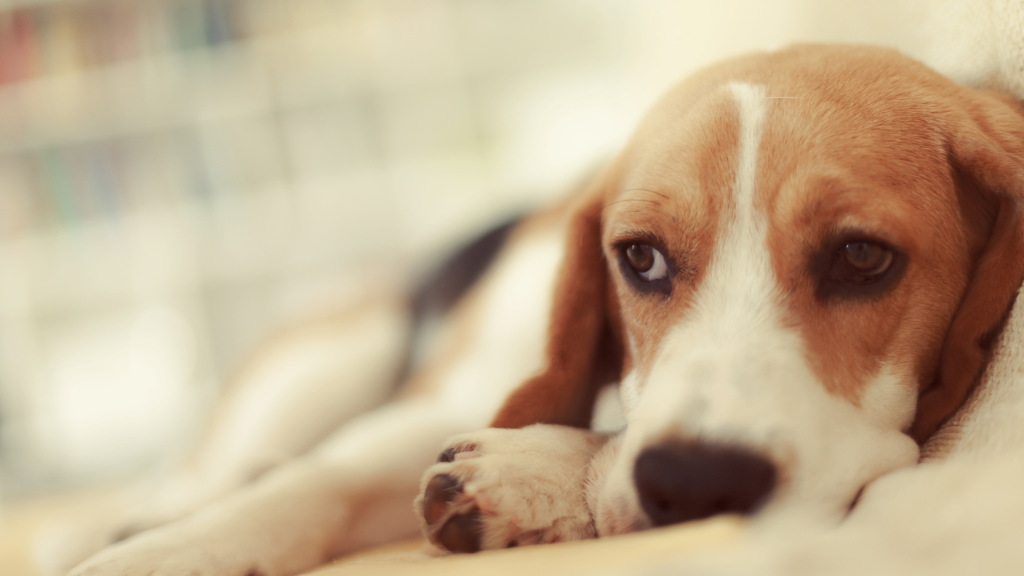 シニア犬(老犬)の健康管理ガイド|何歳から?老化のサインや食事・運動のケア