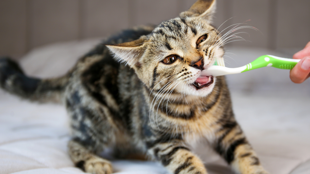 猫の歯磨きを習慣化する方法｜嫌がる猫に慣れてもらうコツを解説