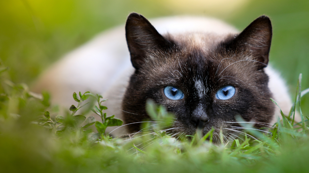 【保存版】猫の雑学・トリビア11選!体の仕組みから不思議な生態まで専門的に解説