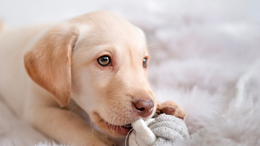 犬の噛む行動を正しく理解！歯を守るおもちゃの選び方とお口のケア
