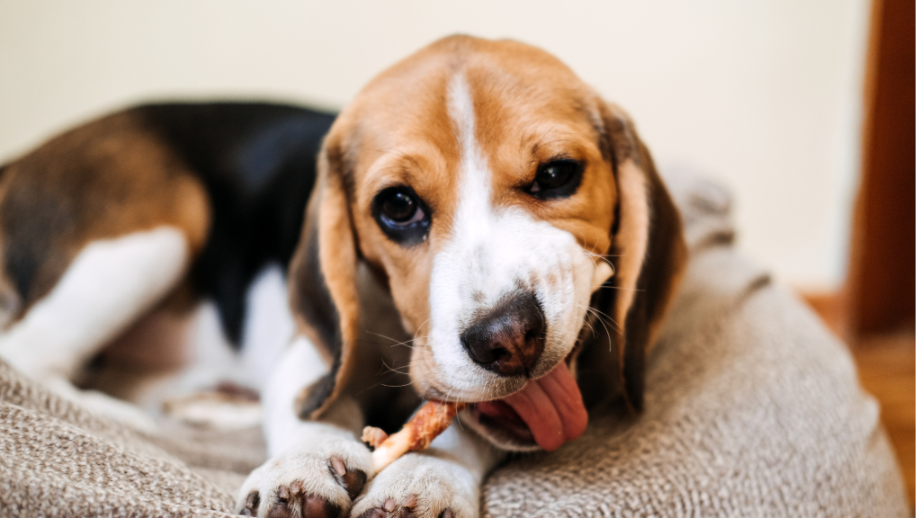 犬も虫歯になる?茶色い歯の原因と歯周病リスク・正しい予防ケア【徹底解説】