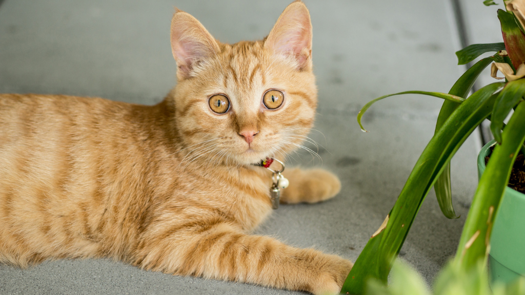 【一覧】猫の毛色・模様の種類と特徴！親猫からの遺伝や健康チェックのコツ