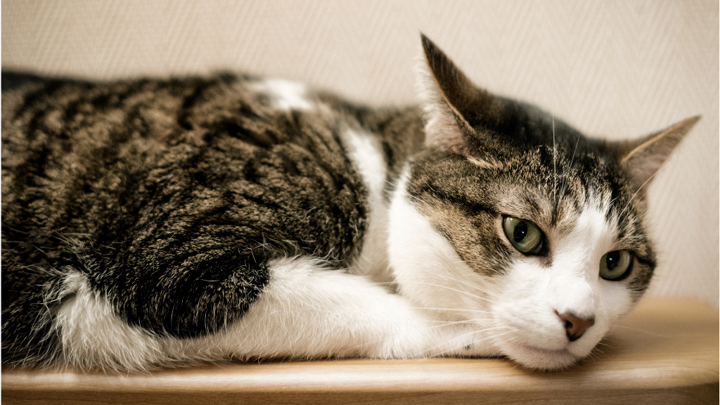 【一覧】猫の毛色・模様の種類と特徴！親猫からの遺伝や健康チェックのコツ