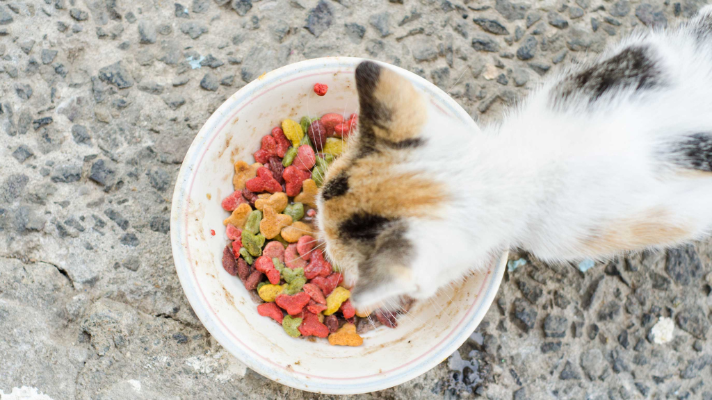 猫に必要な栄養素とは？タウリン・総合栄養食・不足を防ぐ食事の選び方