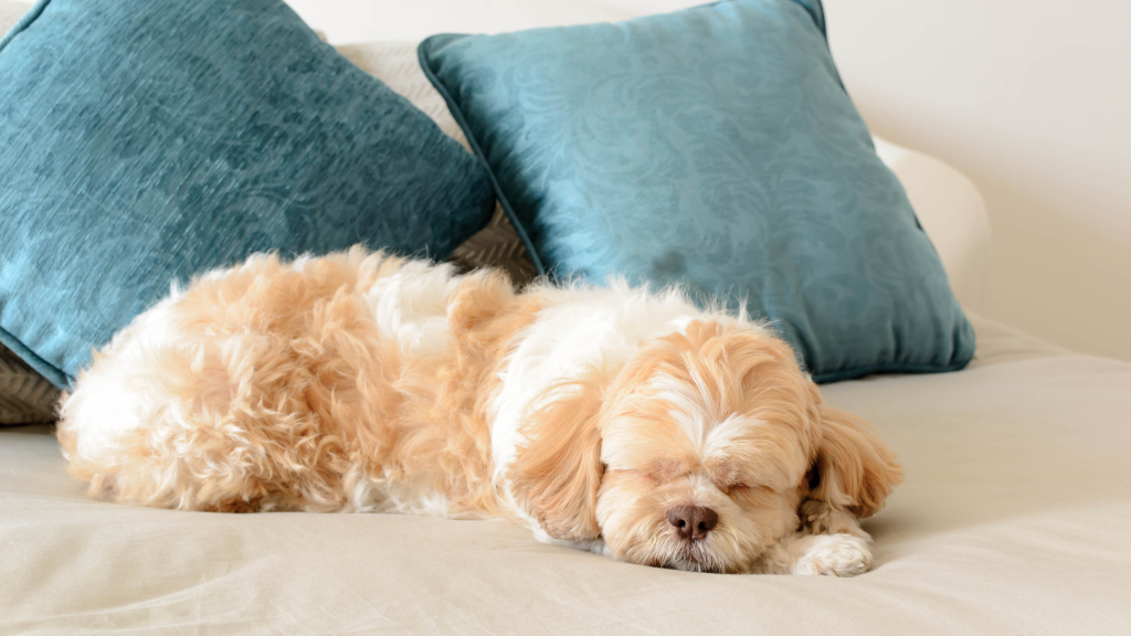 シニア犬(老犬)の健康管理ガイド|何歳から?老化のサインや食事・運動のケア
