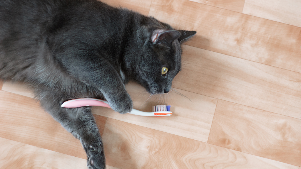 猫の歯磨きを習慣化する方法｜嫌がる猫に慣れてもらうコツを解説