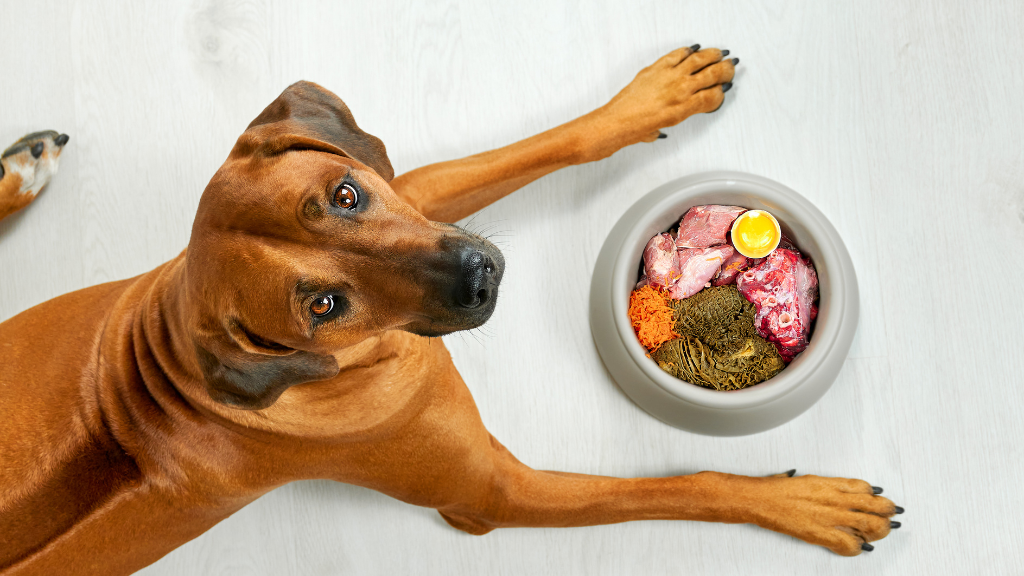 犬に必要な6大栄養素とは？役割と愛犬に合った食事の選び方