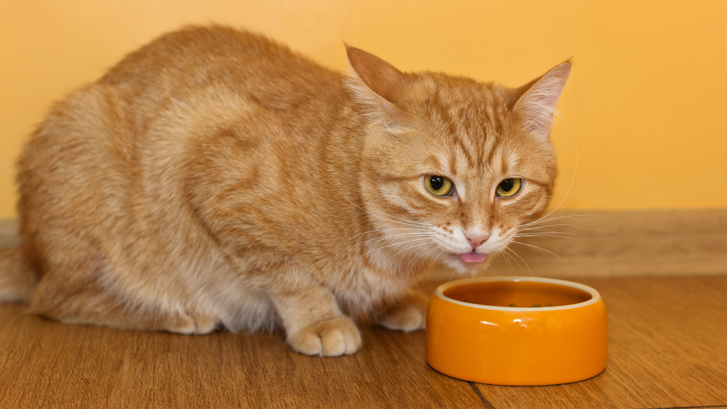 猫がカリカリを丸飲み⁉噛まない理由とお口のケア方法