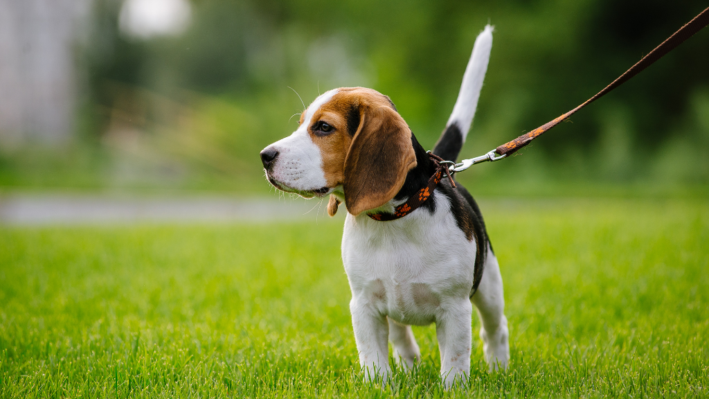 シニア犬(老犬)の健康管理ガイド|何歳から?老化のサインや食事・運動のケア