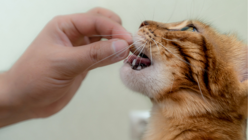 猫の歯磨きを習慣化する方法｜嫌がる猫に慣れてもらうコツを解説