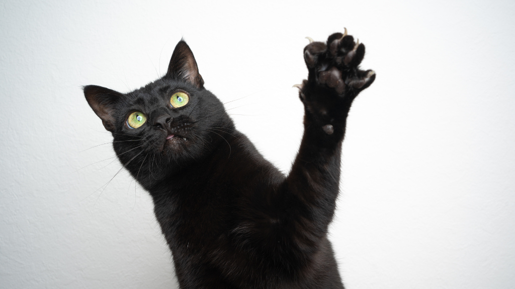 【保存版】猫の雑学・トリビア11選!体の仕組みから不思議な生態まで専門的に解説