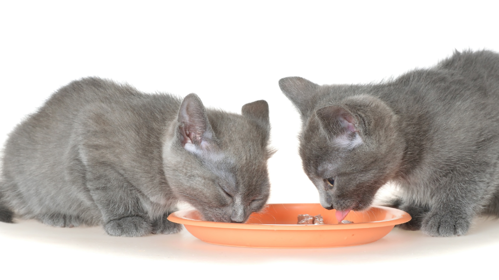 猫に必要な栄養素とは？タウリン・総合栄養食・不足を防ぐ食事の選び方
