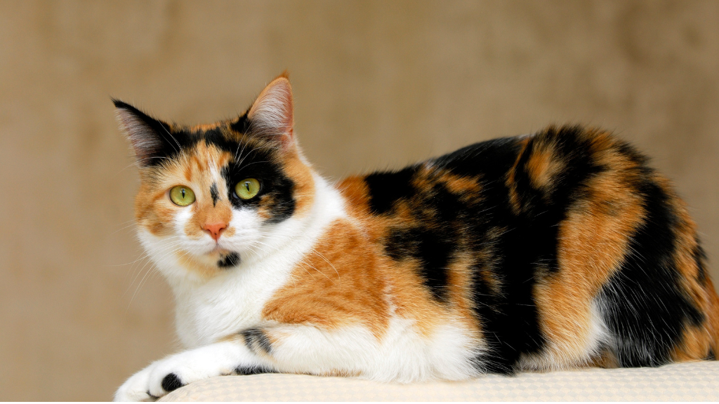 【保存版】猫の雑学・トリビア11選!体の仕組みから不思議な生態まで専門的に解説