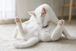 猫の舌がざらざらなのはなぜ？糸状乳頭の役割と健康チェックのポイント