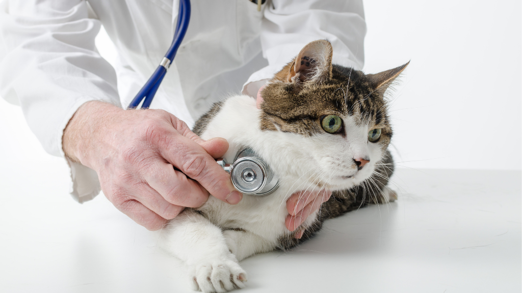 猫の歯磨きを習慣化する方法｜嫌がる猫に慣れてもらうコツを解説