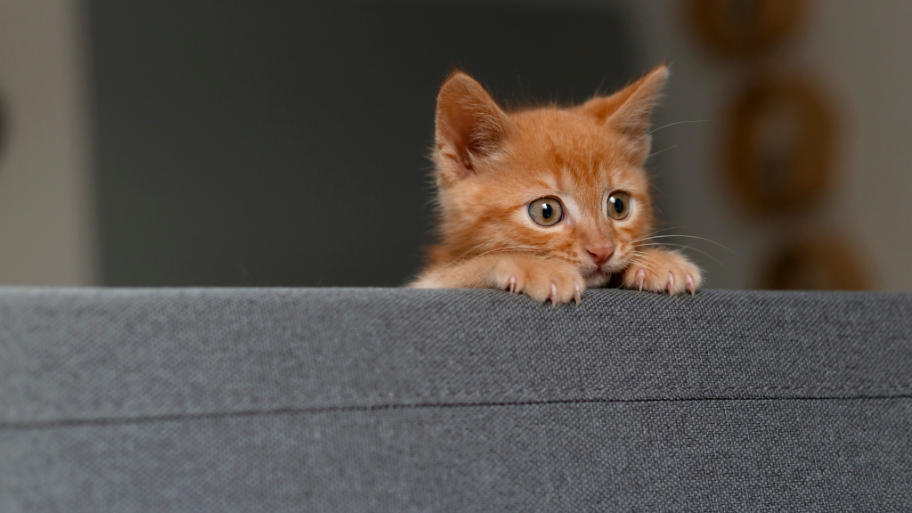 猫の歯磨きを習慣化する方法｜嫌がる猫に慣れてもらうコツを解説