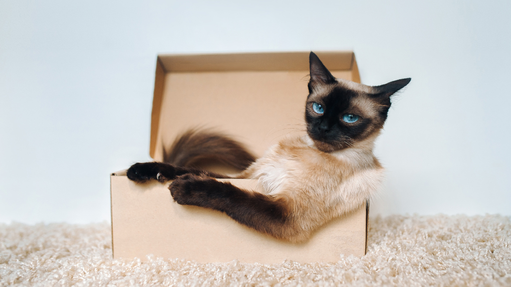 【保存版】猫の雑学・トリビア11選!体の仕組みから不思議な生態まで専門的に解説