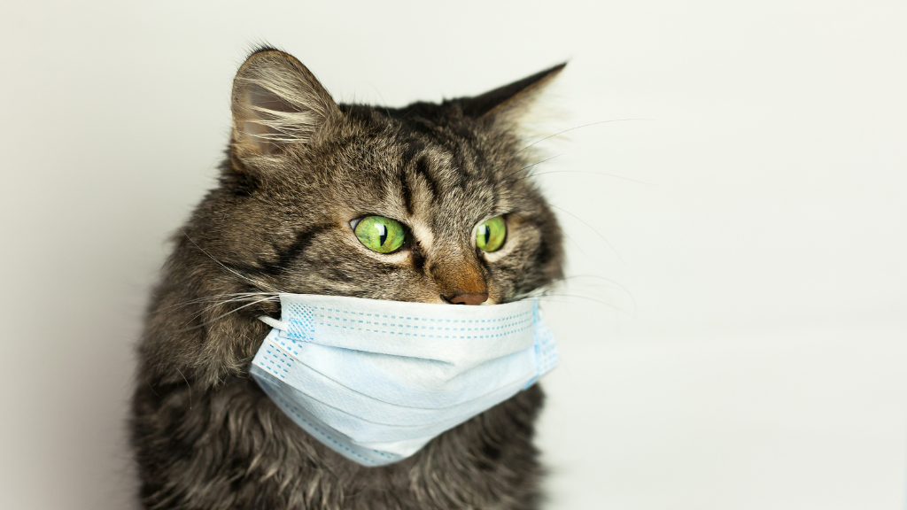 猫風邪とは？症状・原因・治療法から自宅ケア・予防策まで解説