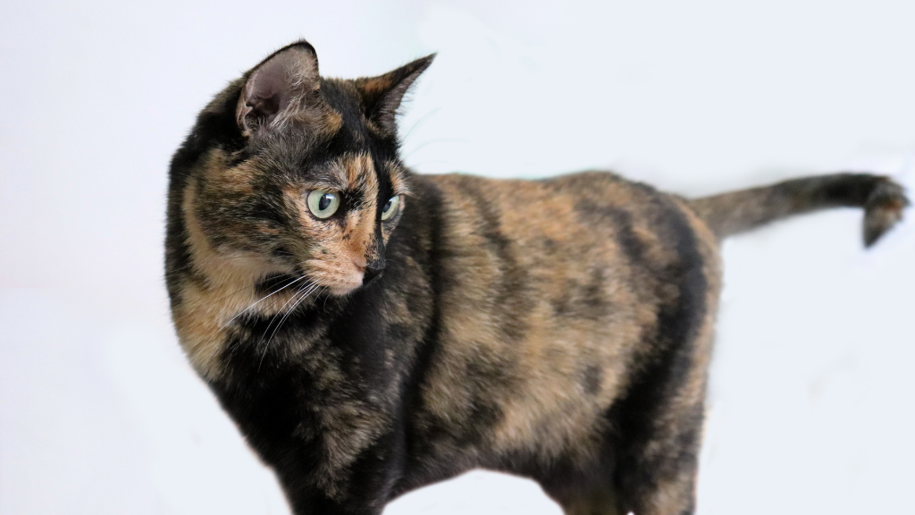 【一覧】猫の毛色・模様の種類と特徴！親猫からの遺伝や健康チェックのコツ