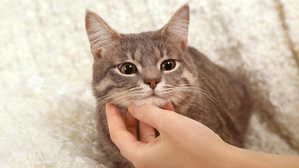 猫の歯磨きを習慣化する方法｜嫌がる猫に慣れてもらうコツを解説