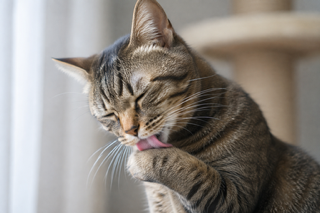 猫のぷにぷに肉球を保つ方法！乾燥・カサカサの原因と正しいお肌保湿ケアを解説