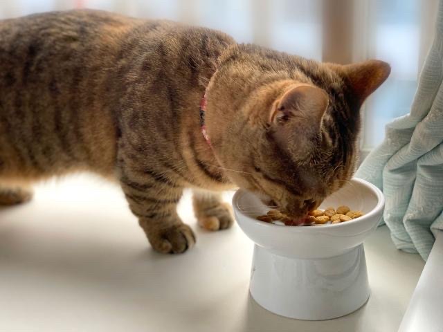 猫がカリカリを丸飲み⁉噛まない理由とお口のケア方法