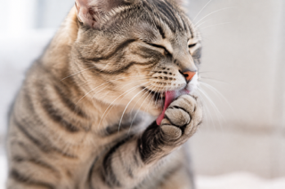 猫のぷにぷに肉球を保つ方法！乾燥・カサカサの原因と正しいお肌保湿ケアを解説